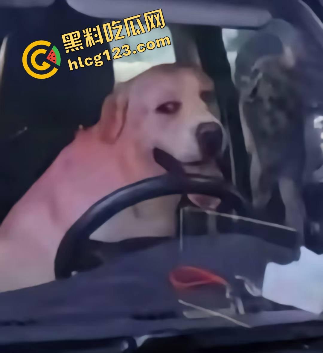 湖南邵东拉布拉多狗司机开倒车撞摊，装无辜伸舌头竟然成了明星！