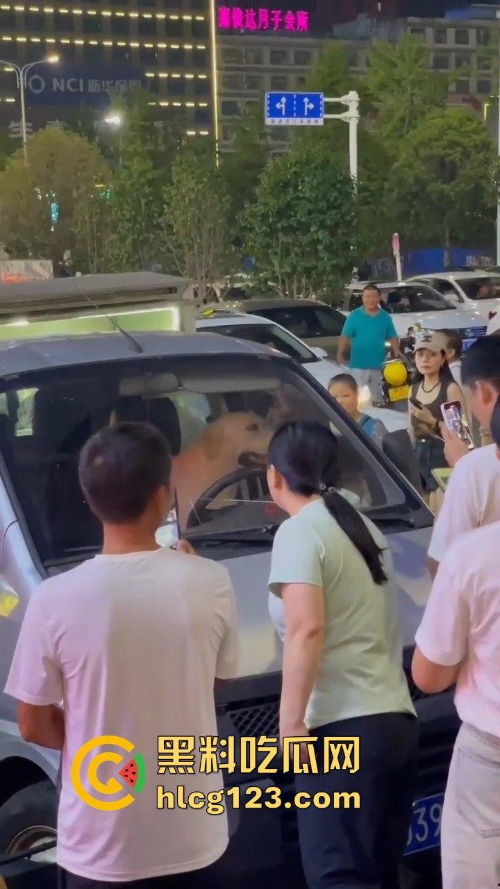 湖南邵东拉布拉多狗司机开倒车撞摊,装无辜伸舌头竟然成了明星!