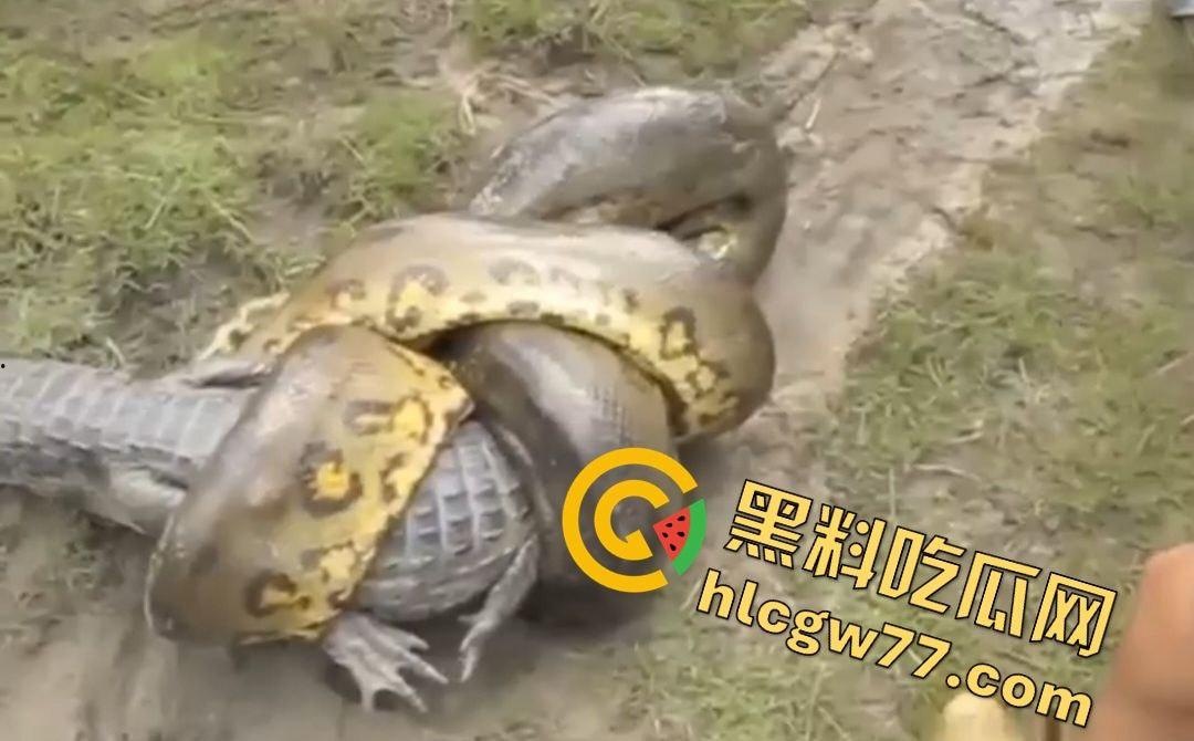 陆地大乱斗!蟒蛇绞杀鳄鱼,死亡翻滚失效,眼珠爆出吓尿摄影师!