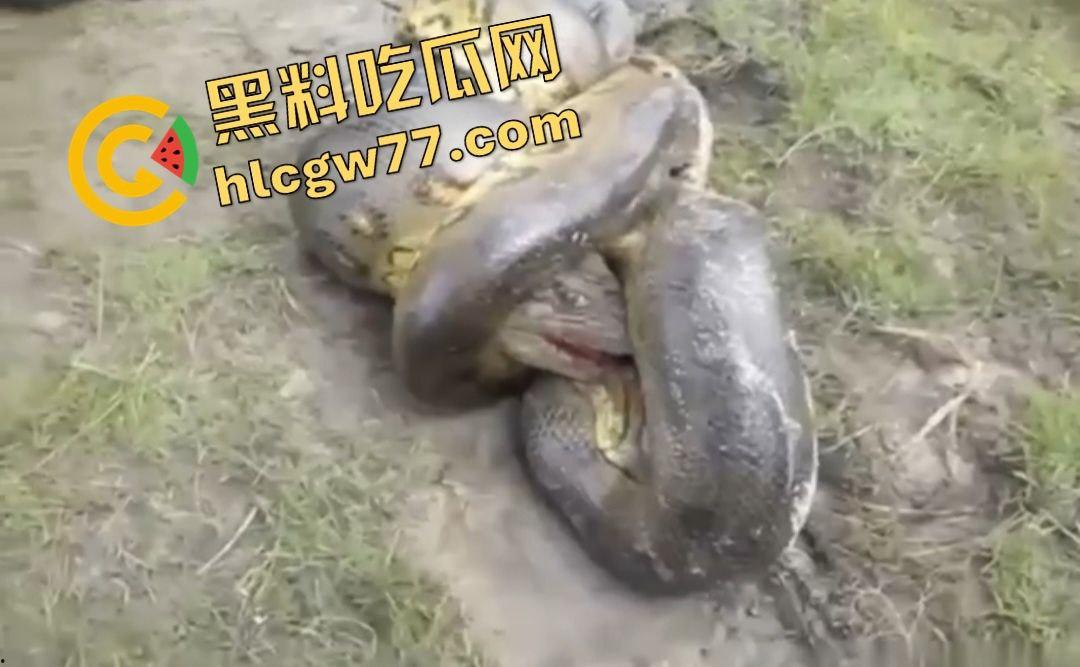 陆地大乱斗!蟒蛇绞杀鳄鱼,死亡翻滚失效,眼珠爆出吓尿摄影师!