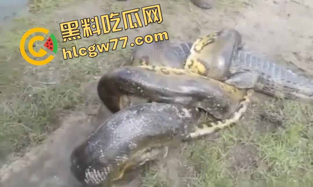 陆地大乱斗!蟒蛇绞杀鳄鱼,死亡翻滚失效,眼珠爆出吓尿摄影师!