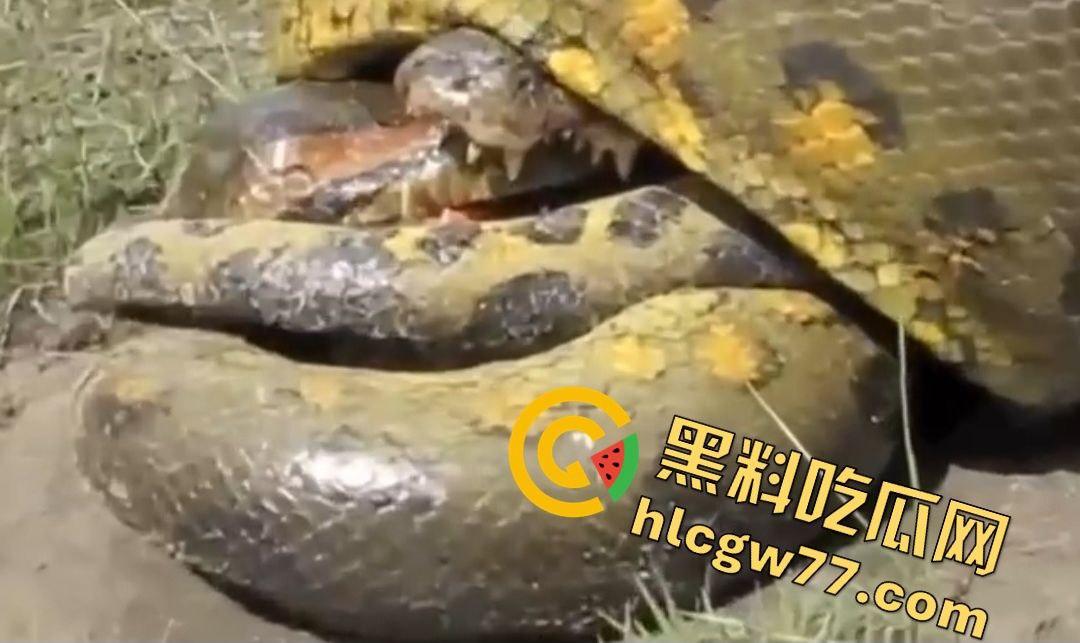 陆地大乱斗!蟒蛇绞杀鳄鱼,死亡翻滚失效,眼珠爆出吓尿摄影师!
