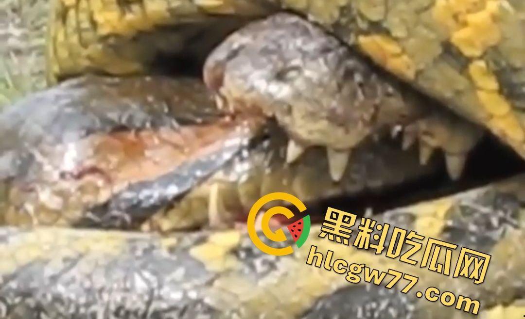 陆地大乱斗!蟒蛇绞杀鳄鱼,死亡翻滚失效,眼珠爆出吓尿摄影师!
