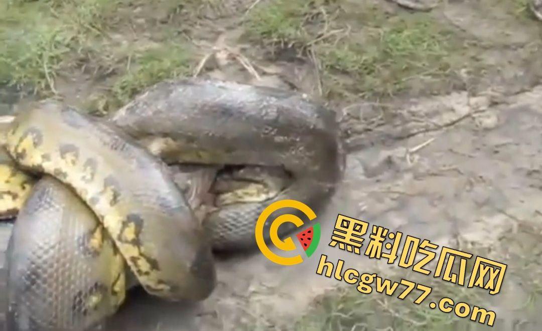陆地大乱斗!蟒蛇绞杀鳄鱼,死亡翻滚失效,眼珠爆出吓尿摄影师!