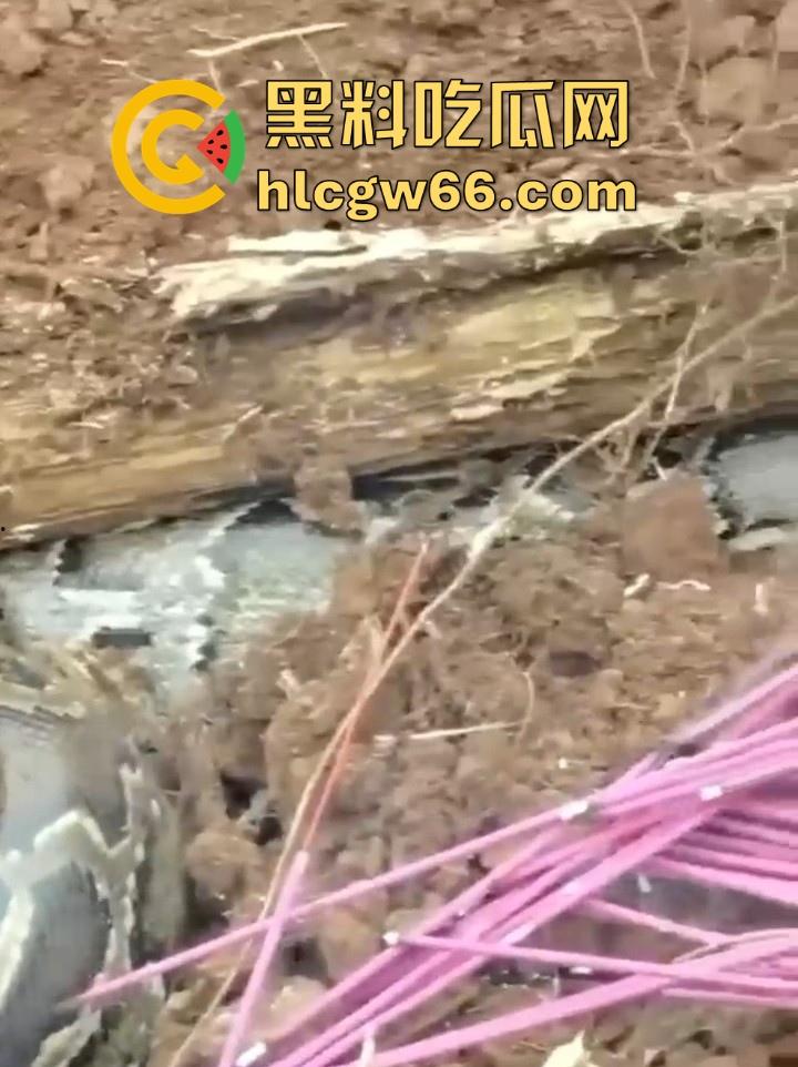 广西迁坟扫墓 棺材内惊现大蟒蛇 尸体被吃光 场面毛骨悚然 果然恐怖电影都源于现实啊!