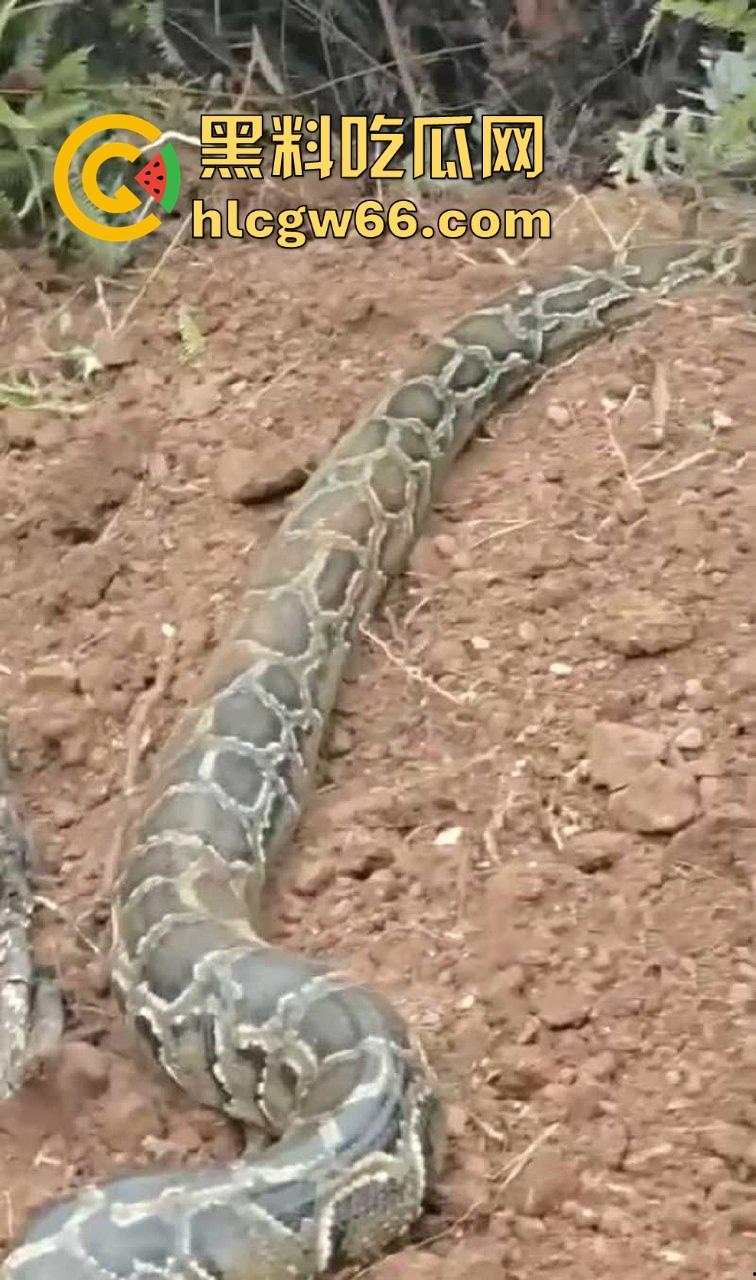 广西迁坟扫墓 棺材内惊现大蟒蛇 尸体被吃光 场面毛骨悚然 果然恐怖电影都源于现实啊!