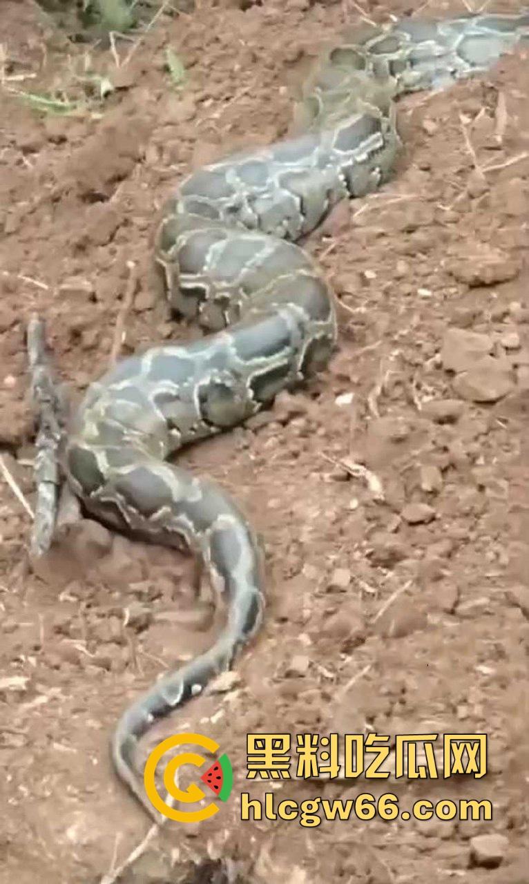 广西迁坟扫墓 棺材内惊现大蟒蛇 尸体被吃光 场面毛骨悚然 果然恐怖电影都源于现实啊!