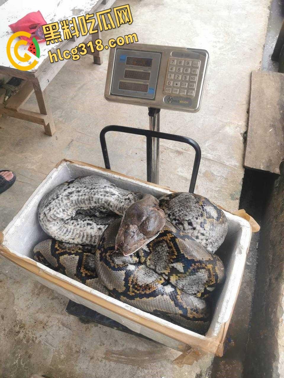 农夫徒手大战蟒蛇,54公斤巨型蟒蛇被活活打死,农户剥皮下锅做大补美食,场面血腥 !