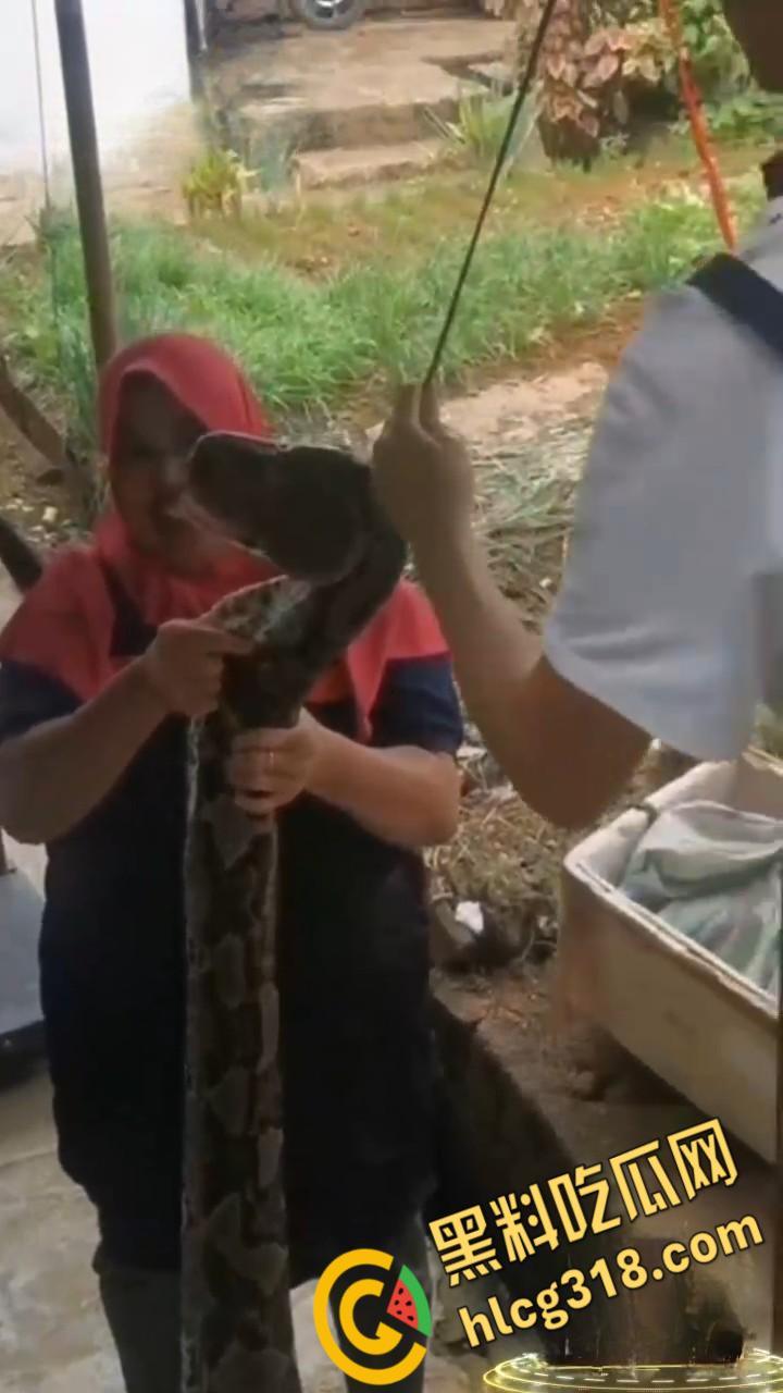 农夫徒手大战蟒蛇,54公斤巨型蟒蛇被活活打死,农户剥皮下锅做大补美食,场面血腥 !