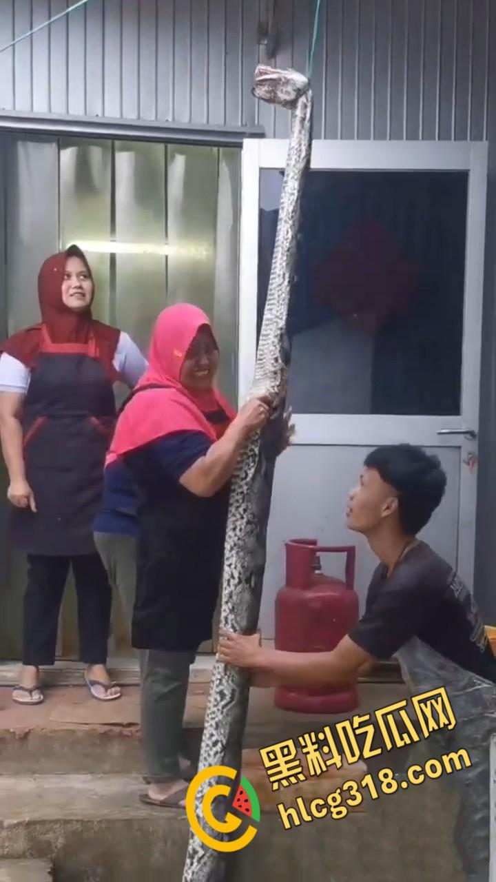 农夫徒手大战蟒蛇,54公斤巨型蟒蛇被活活打死,农户剥皮下锅做大补美食,场面血腥 !