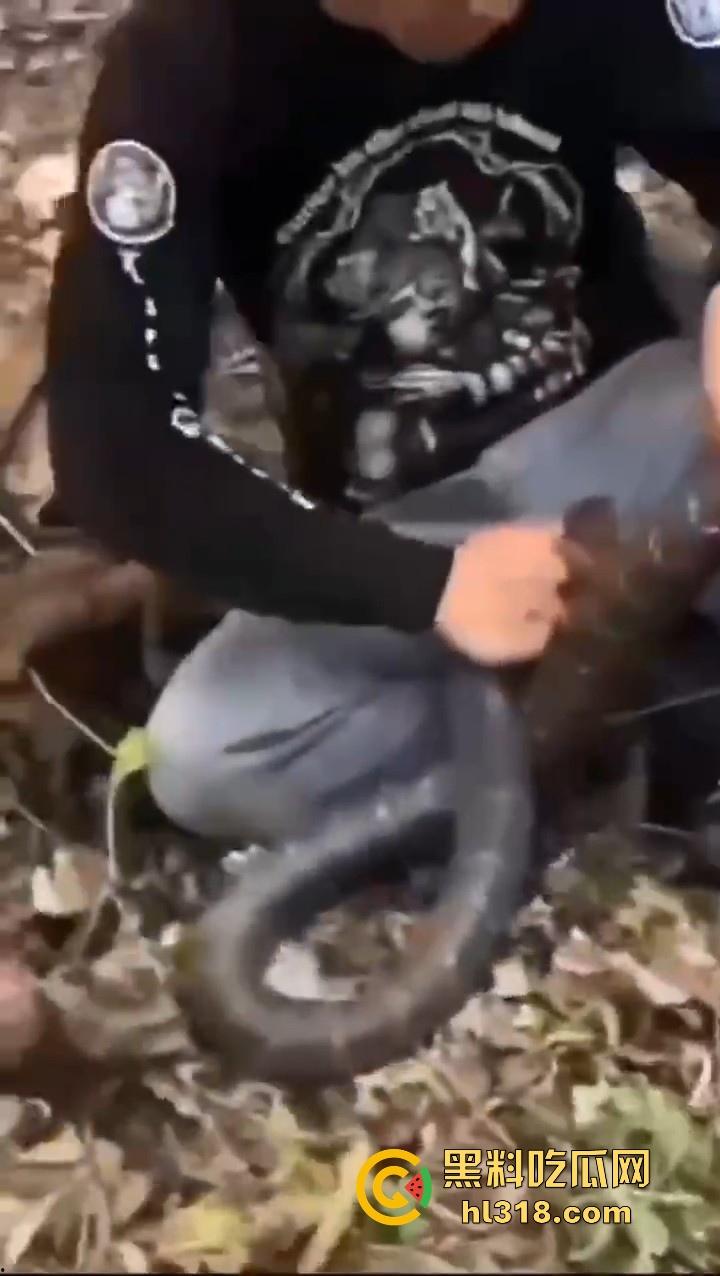 上山采蘑菇偶遇眼镜蛇咬鸡巴，透过裤子咬着死死不放，这是不是感觉不能要了呀！