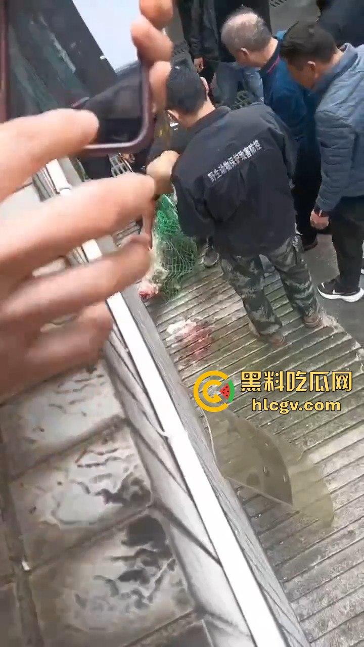 网友投稿浙江建德新安江惊现大野猪！早上9点横冲直撞，场面惊险万分！