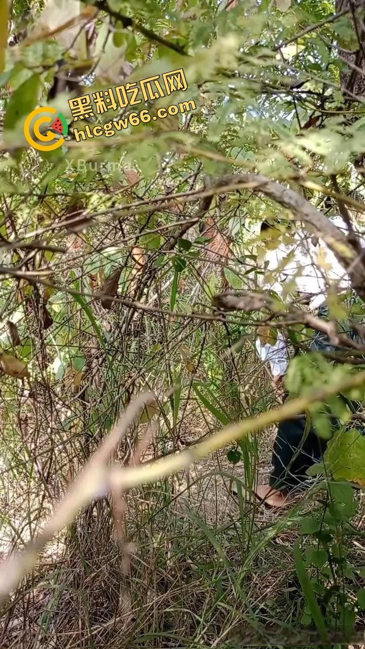 夏天的第一炮，小情侣树林野战开操果园大哥路过拍下全程，屁股抬得比桃子高，万物复苏逼也骚！