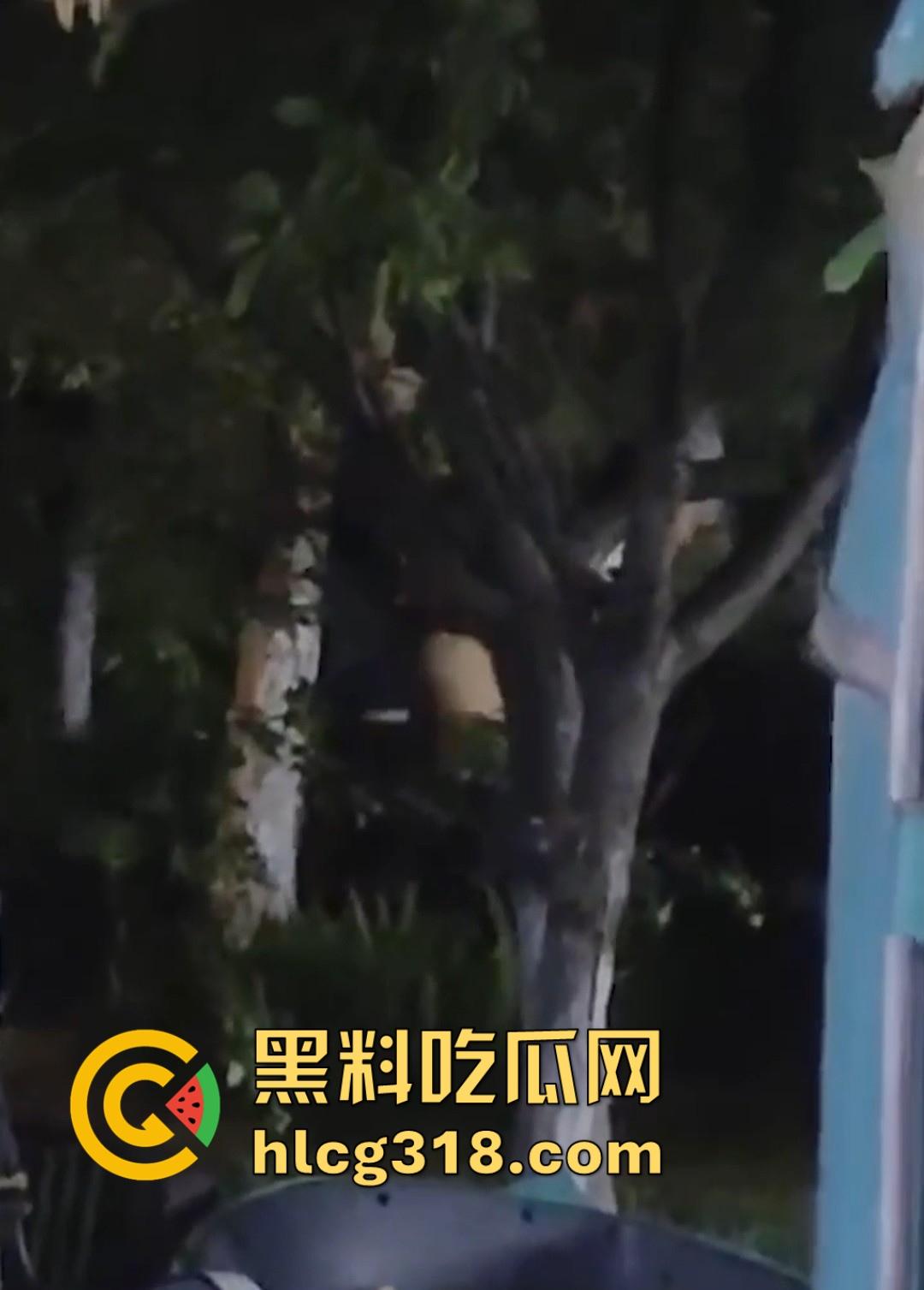 山东东营大爷大妈夜市小树林大战!直立后入爆操,激烈而迅猛,但仅仅只维持了一分多钟就潦草收场!